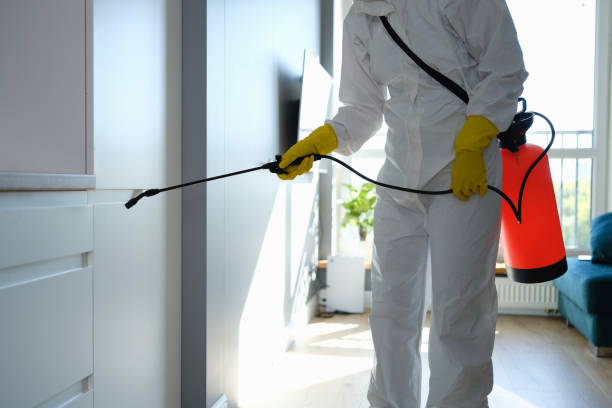 Office Mold Removal Services in Reno, NV
