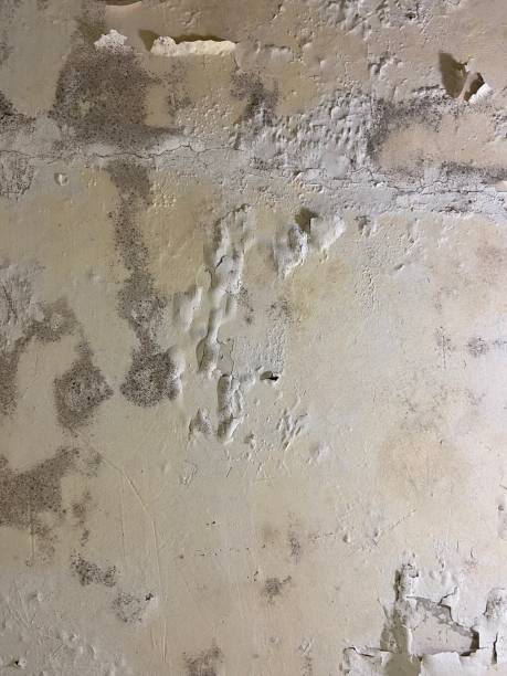 Best Professional Mold Removal  in Reno, NV